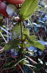 Ceanothus gloriosus
