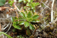 Wahlenbergia pygmaea pygmaea