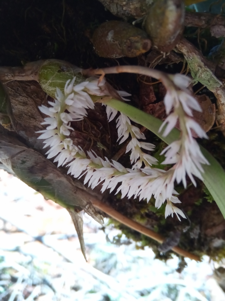 Bulbophyllum multiflorum