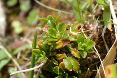 Wahlenbergia pygmaea pygmaea