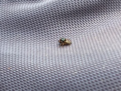 Zygoballus rufipes