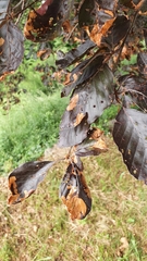 Fagus sylvatica