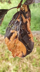 Fagus sylvatica