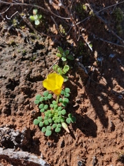 Oxalis bullulata