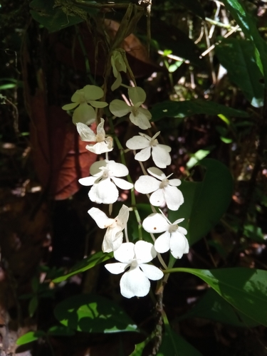 Aerangis citrata