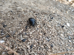Coleoptera