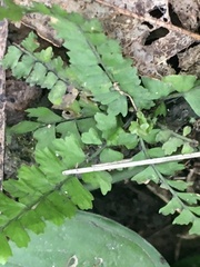 Asplenium ulbrichtii