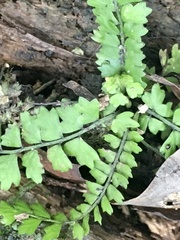 Asplenium ulbrichtii