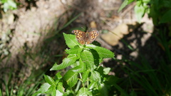 Pararge aegeria