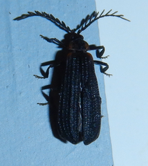 Leptoceletes basalis