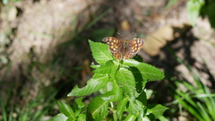 Pararge aegeria