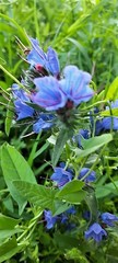 Echium vulgare