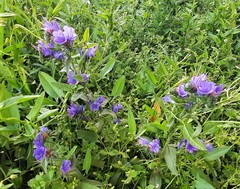 Echium vulgare