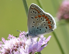 Polyommatus thersites