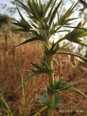 Eryngium
