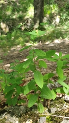 Euphorbia dulcis