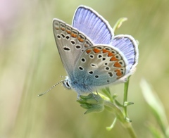 Polyommatus thersites