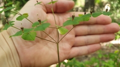 Euphorbia dulcis