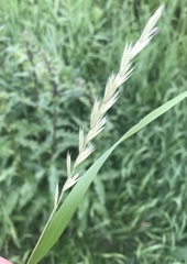 Elymus repens