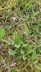 Pilosella aurantiaca