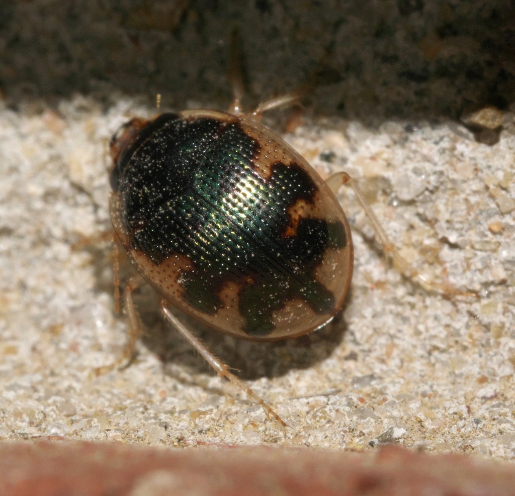 Shiny Round Sand Beetle