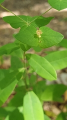 Euphorbia dulcis