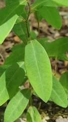 Euphorbia dulcis