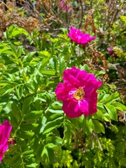 Rosa rugosa