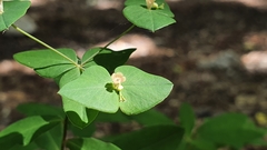 Euphorbia dulcis
