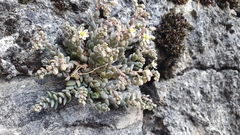 Sedum dasyphyllum