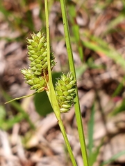 Carex complanata