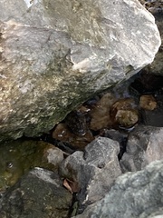 Nerodia rhombifer
