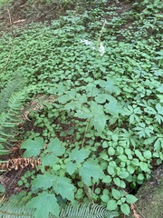 Actaea elata