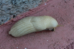 Gastropoda