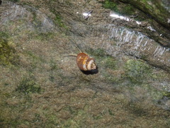 Bithynia tentaculata