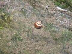 Bithynia tentaculata