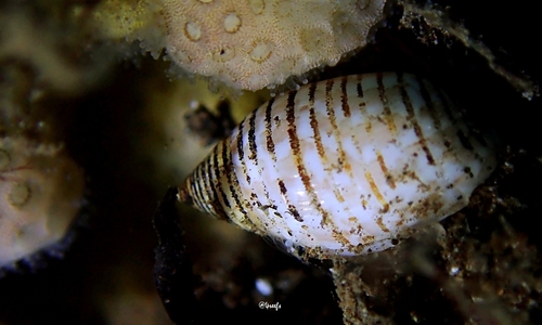Pupa observed 2021-05-01