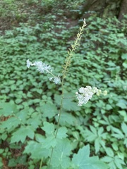 Actaea elata