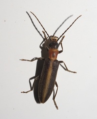Oxycopis mimetica