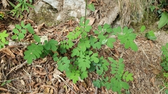 Coronilla coronata