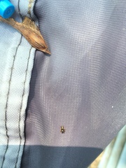 Zygoballus rufipes