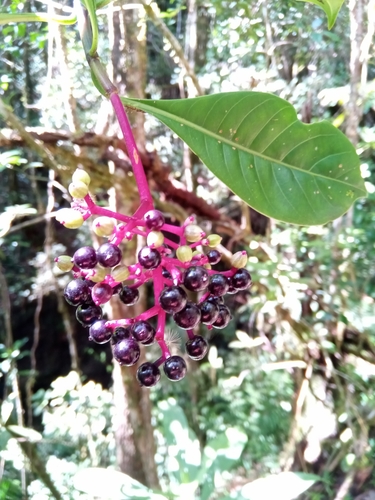 Psychotria acutiflora