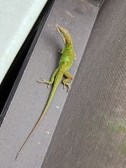 Anolis carolinensis