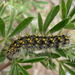 Acronicta spinea - Photo (c) Richard Olin Wasson, some rights reserved (CC BY-NC), uploaded by Richard Olin Wasson