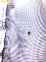 Zygoballus rufipes