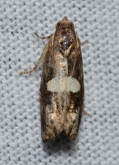 Epiblema gibsoni