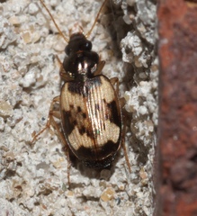 Tetragonoderus fasciatus