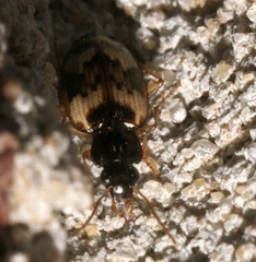 Tetragonoderus fasciatus