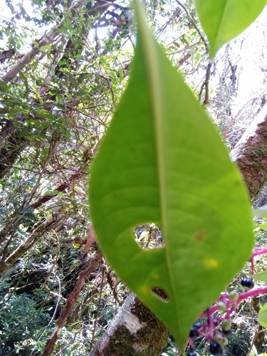 Psychotria acutiflora image