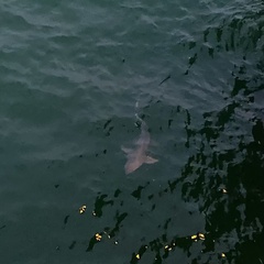 Carcharhinus limbatus